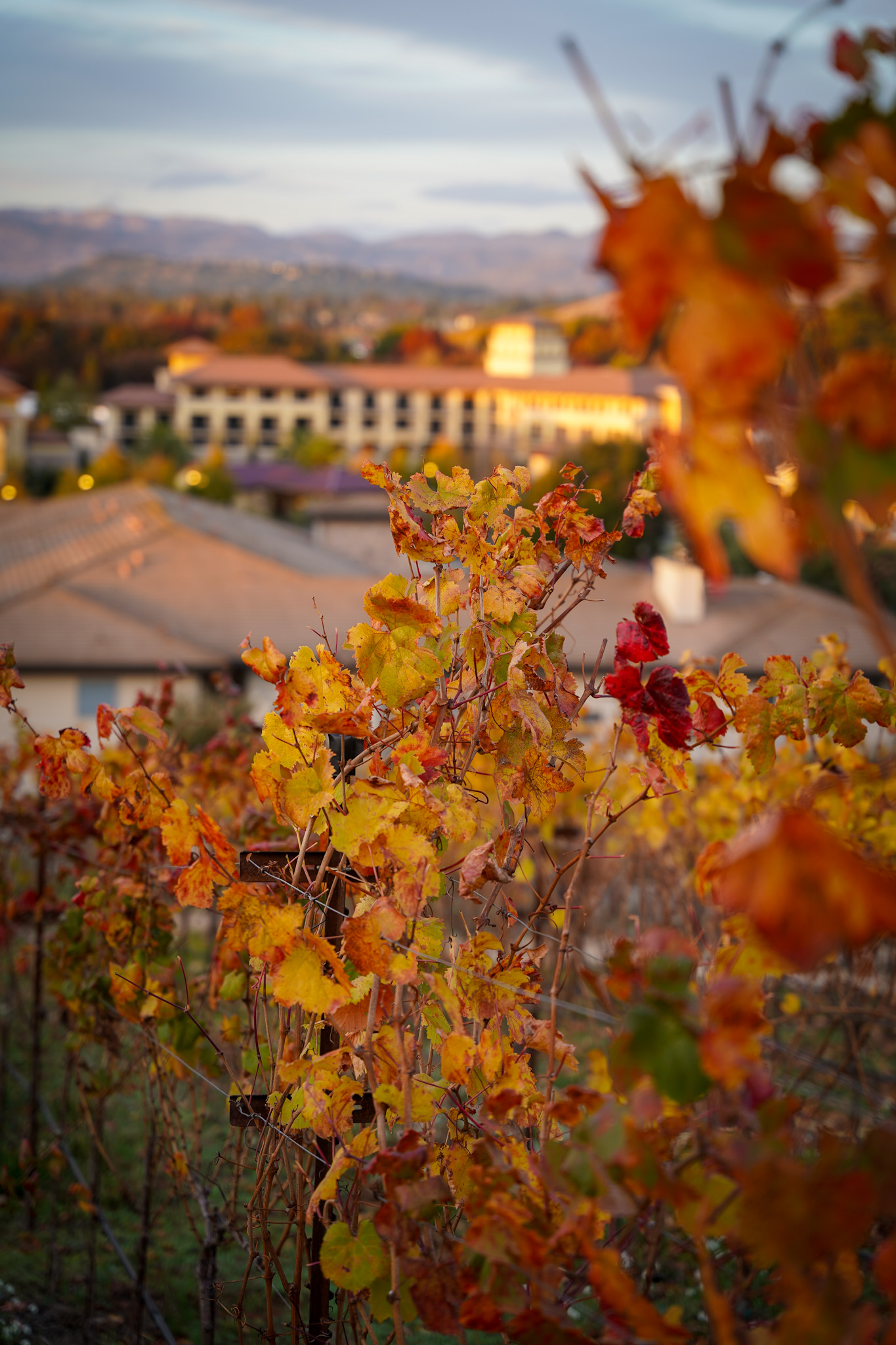 Experience The Enchantment of Merry Meritage - A Winter Wonderland at The Meritage Resort & Spa in Napa Valley
