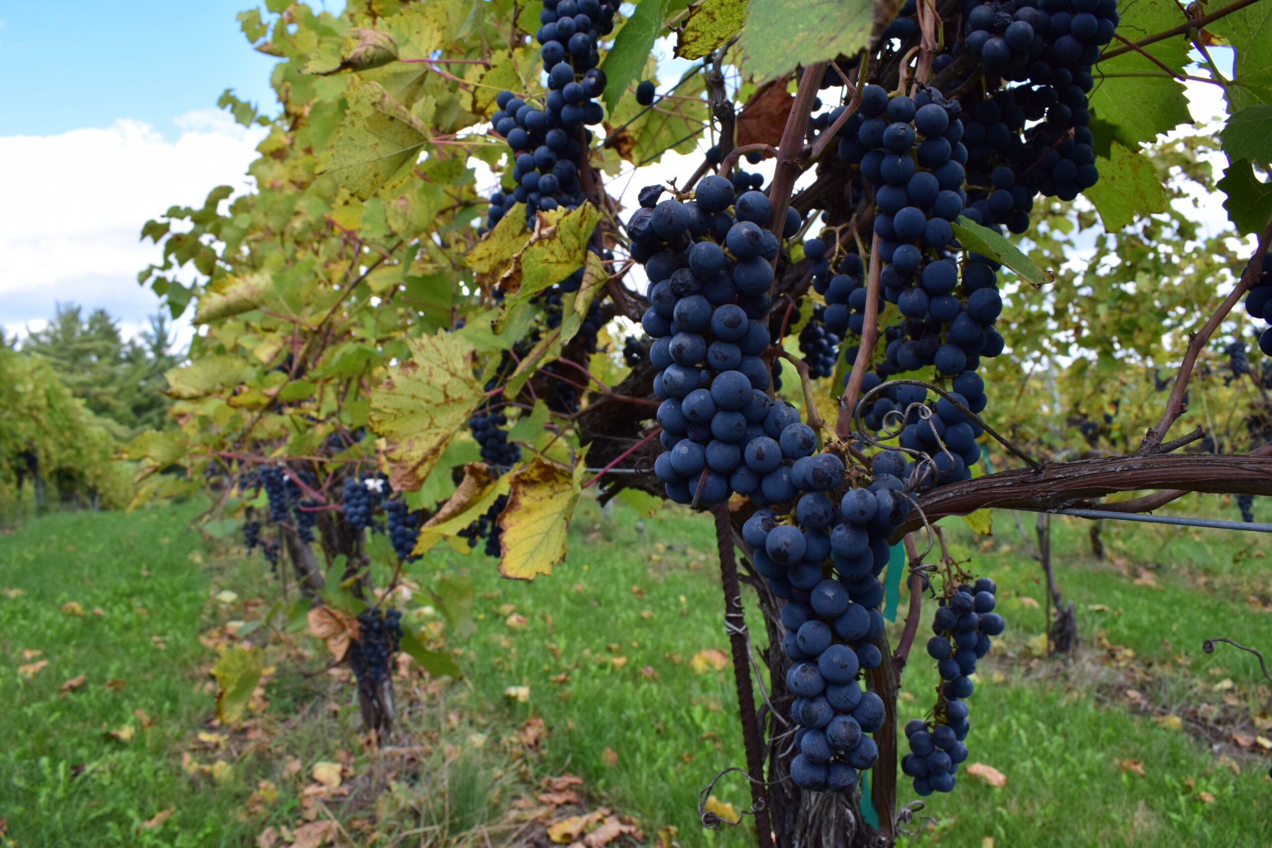 7 Dreamy Fall Getaway Destinations for a Cozy, Luxurious Escape - The Hotel Landing - Minnetonka Orchards Vineyard