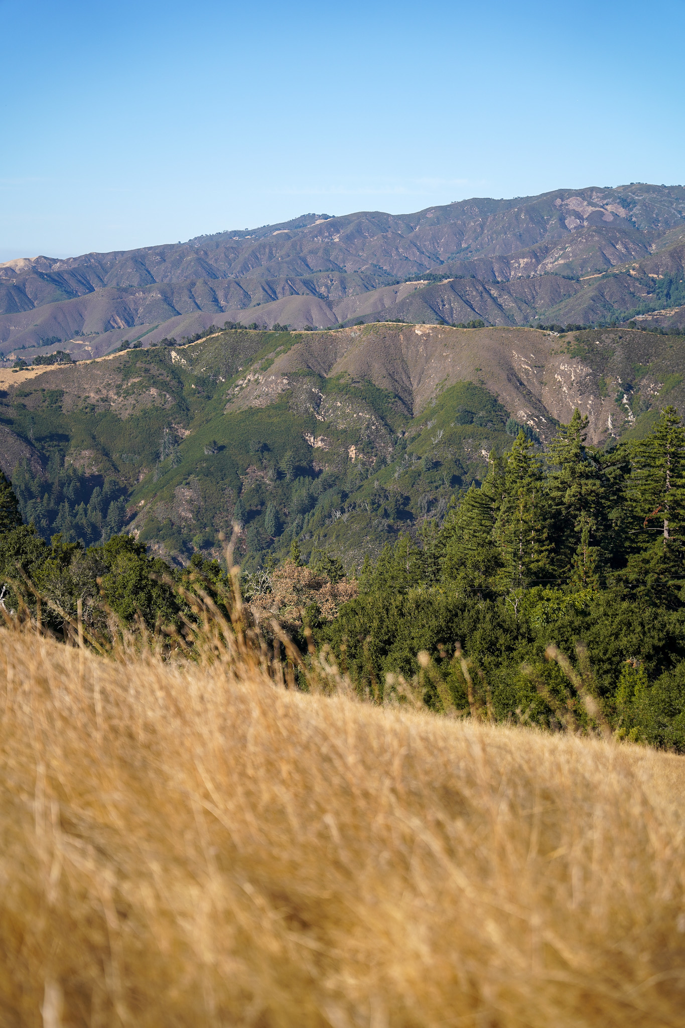 Outstanding in the Field in Big Sur California - The Moon Family Ranch