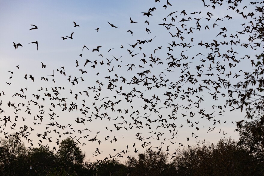 A large swarm of bats fills the sky at dusk, silhouetted against the sky. Trees with sparse leaves frame the lower part of the image. 