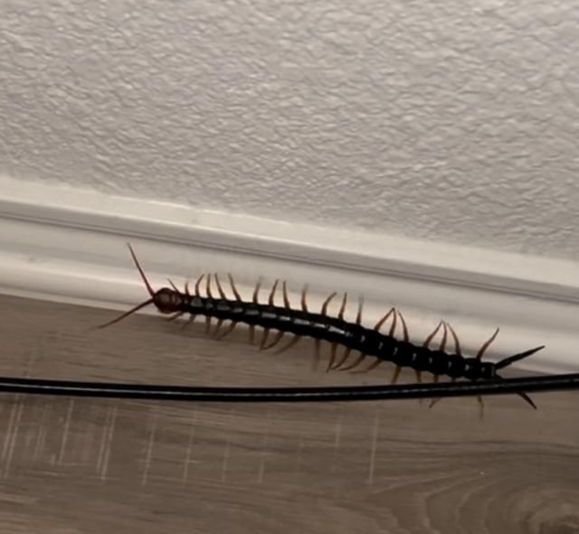 Texas sized nightmare inside my apartment