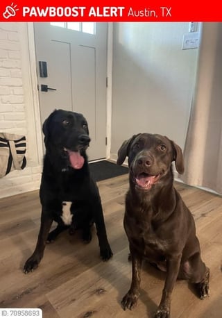 Lost dogs near Parker Lane 