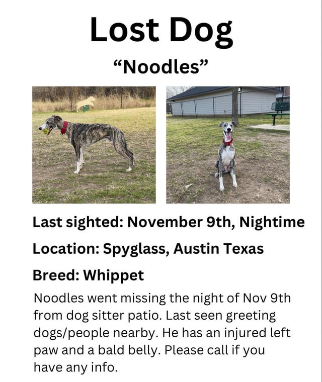 Missing Dog South Austin. 