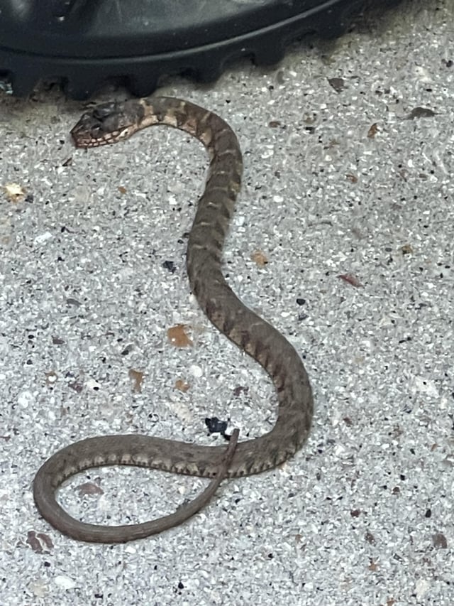 What Kind of Snek is this? w