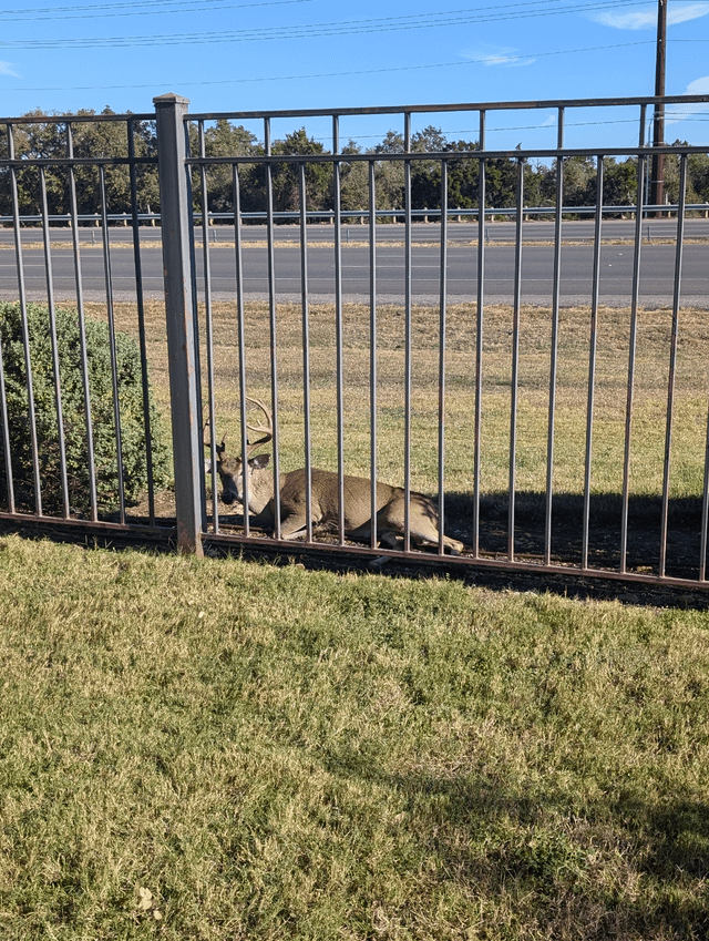 A Male Deer. He's still alive 