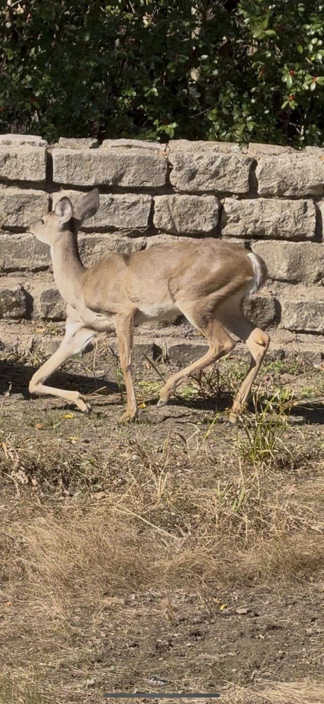 Injured Fawn