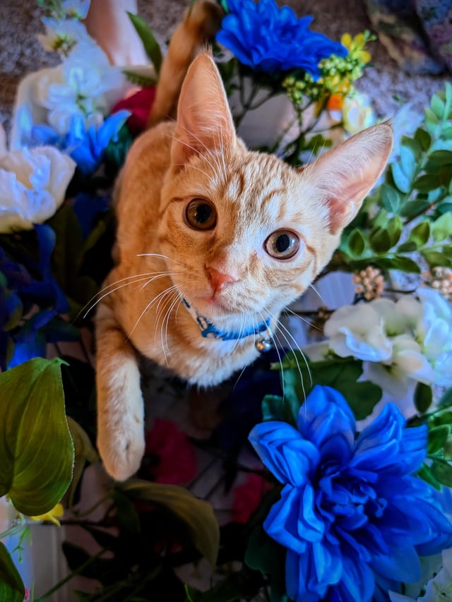 Kitty for Adoption! 