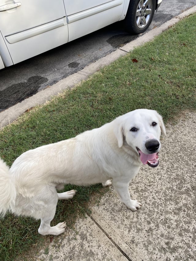 Found dog - no collar and no chip. Near 1626 and Menchaca.