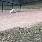 Found great Pyrenees mix off Anderson Mill ?