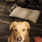 Lost dog found. By metric apartments golden retriever mix young male. Very sweet . Dropping off at shelter tomorrow. Not sure if chipped two days wondering around the apartments on Metric and bittern hollow. Next to the St Albert's church . 