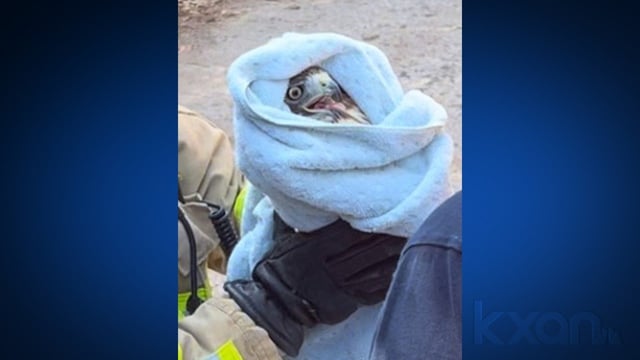 Injured hawk rescued by Austin firefighters, now recovering