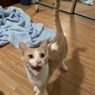 Found Orange Male Kitten