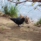 Duck at Mueller Park has a face mask around his neck