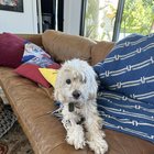 Lost dog in S Austin - please help