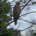 Red-Shouldered Hawk spotted in Cherrywood