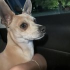 Found dog in S. Austin