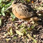 What in the actual bird is in my yard? It’s the size of a small chicken