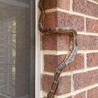 Texas Rat Snake?