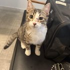 Found injured kitten in 78729.. Any advice for next steps?