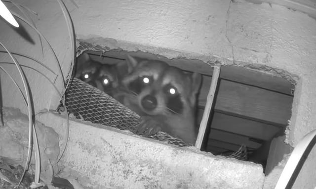 Noticed our crawl space grate had been messed with in this colder weather. We set up a camera, this is five minutes ago. 