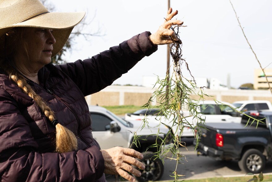 A woman with a large floppy hat and a puffy coat holds onto the roots of a section of Bermuda grass to show volunteers who are not pictures.