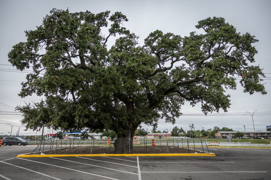 At Braker and I-35, this live oak is hemmed in on all sides by asphalt and concrete. The trunk is held together by a large metal bolt. The canopy is a spiderweb of cables suspending the branches like a marionette.