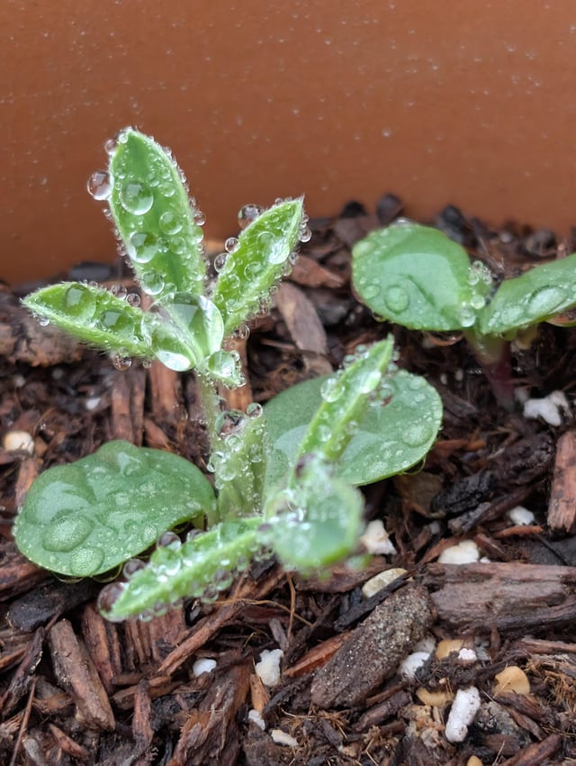 Did anyone else plant bluebonnets this fall?