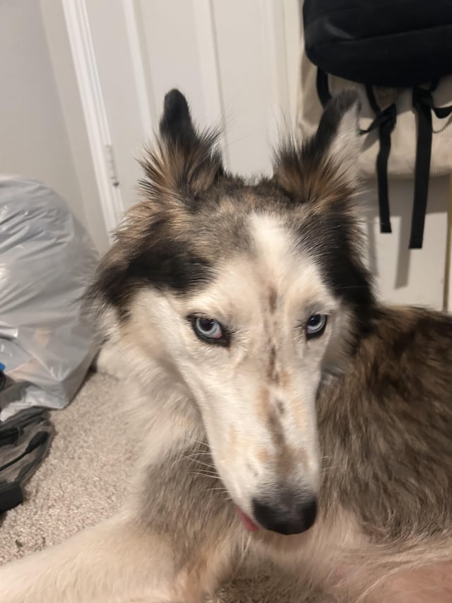 Found Dog in Pflugerville