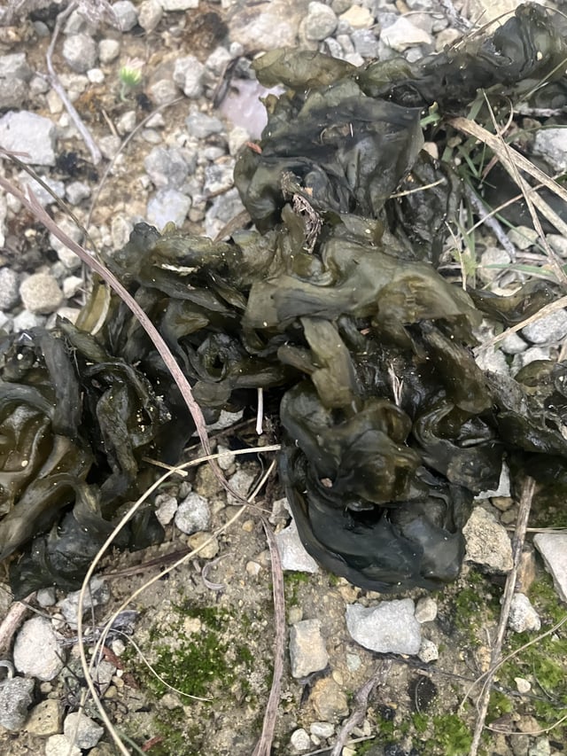 Seaweed like substance all over the ground in Dripping Springs. Any idea what it is?