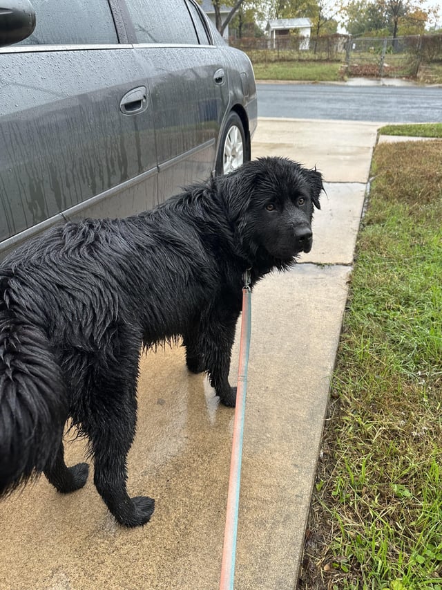 Found dog in Coronado Hills