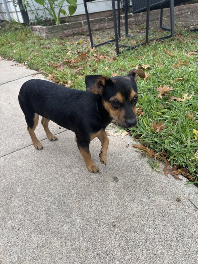 Found puppy east Austin 