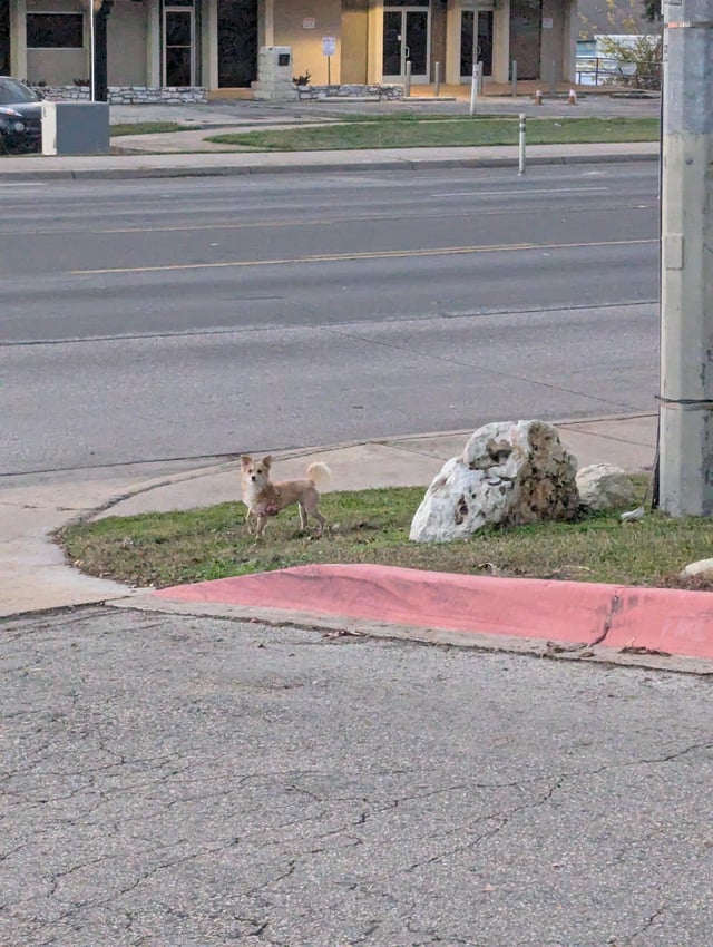 runaway dog on south congress