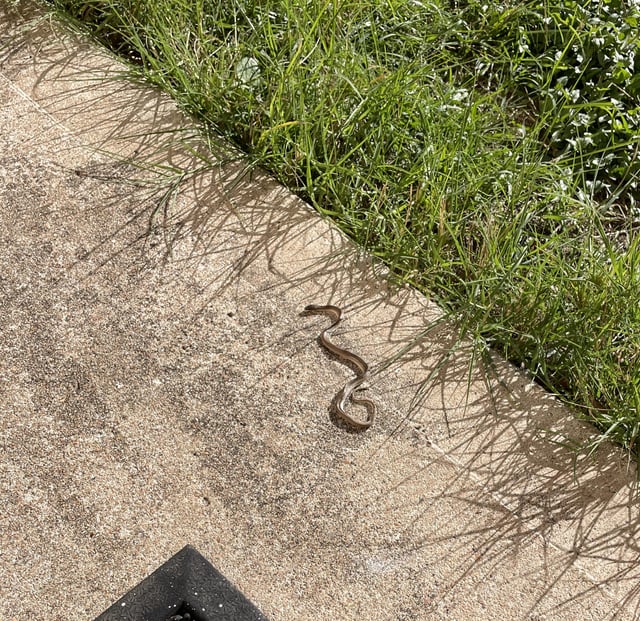 Snake identification