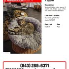 Lost cat in North Austin!