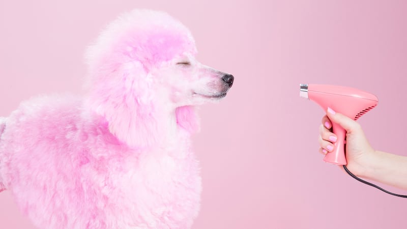 A pink dog getting a blowout