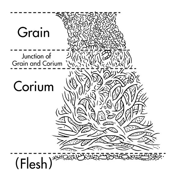 A hide, when seen in split through so to speak, consists of two main parts, the grain with very dense collagen fibres, and the corium, with very loose collagen fibres, and in between there’s the junction where the fibres goes from dense to loose. (Original source of the pic is unknown, it’s used by loads of different sites in various versions nowadays.)