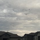 Helicopters?